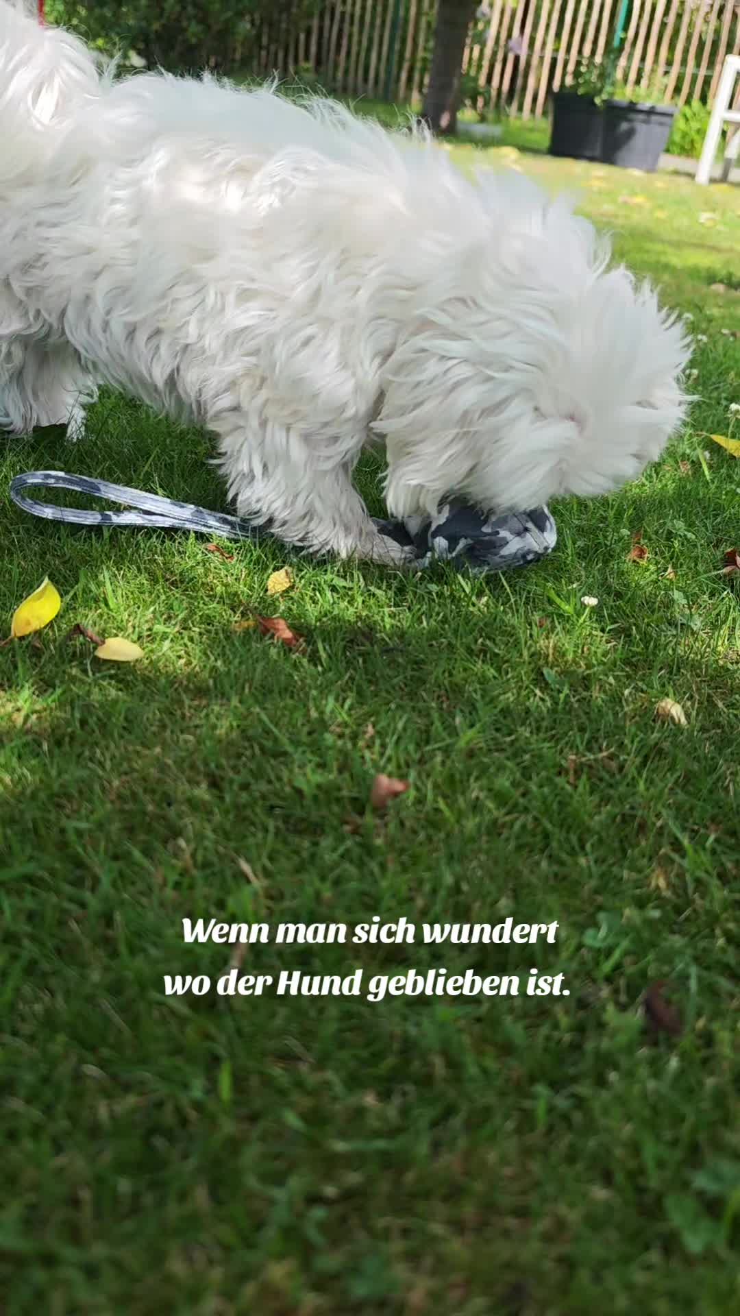 @Malteser Prinz Jerry