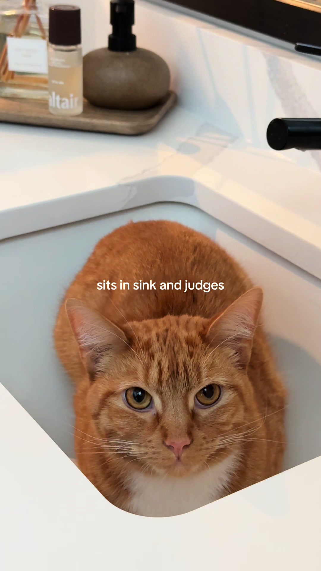 @Teddy, Bubbles, & Biscuit