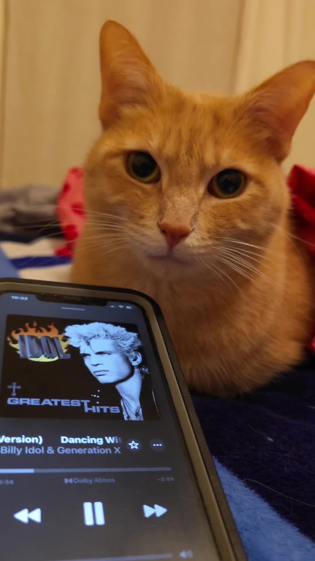 @Theorangecat🐈