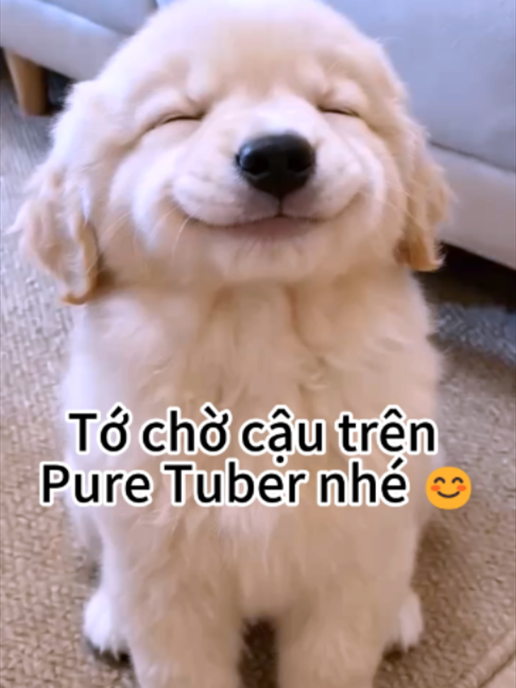 @Pure Tuber Vietnam