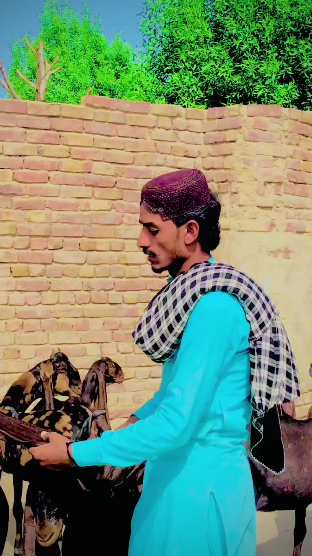 @✨.زاهد سولنگي واپاري. 🐐