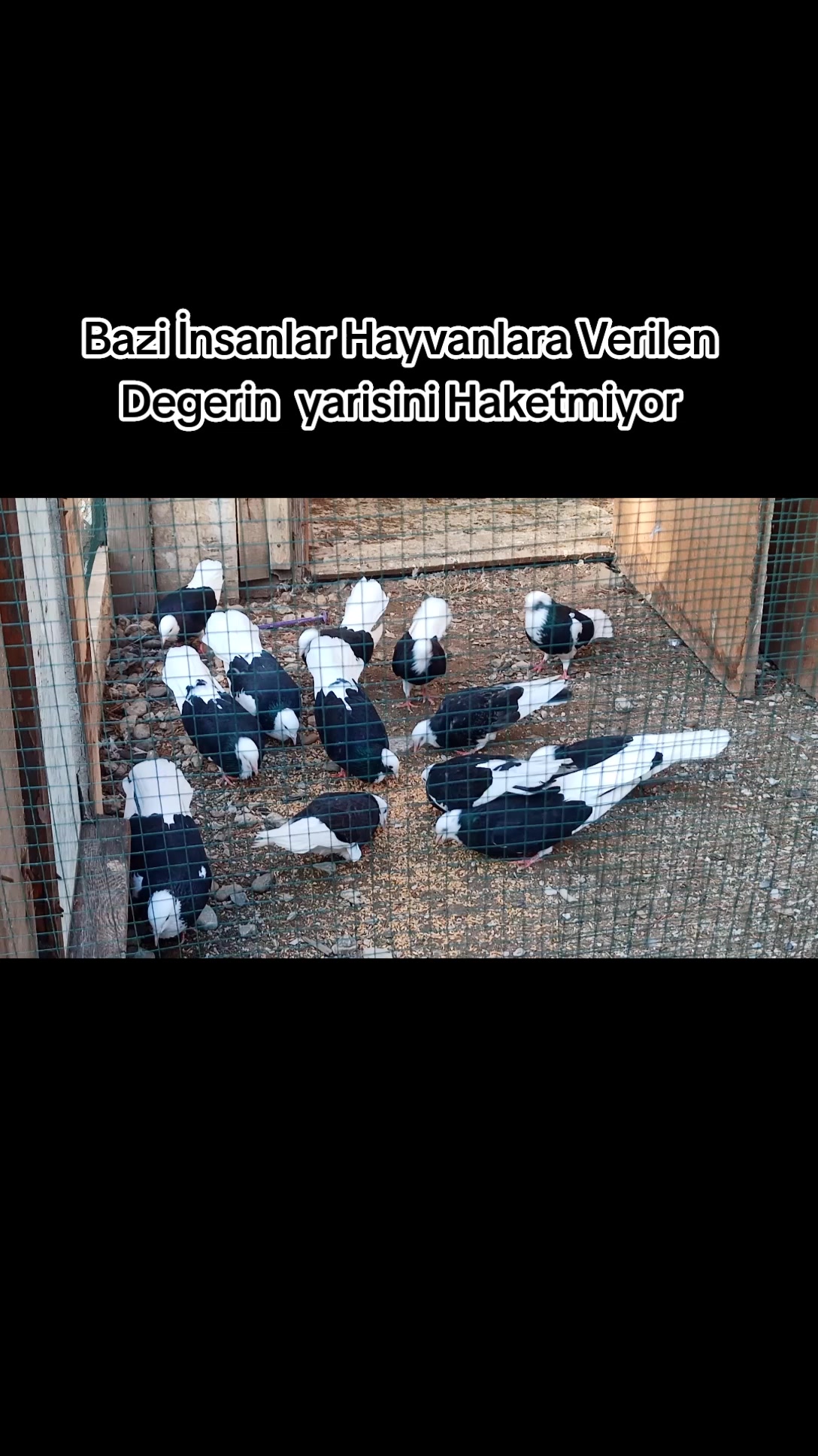 @İsmail Sarıteke