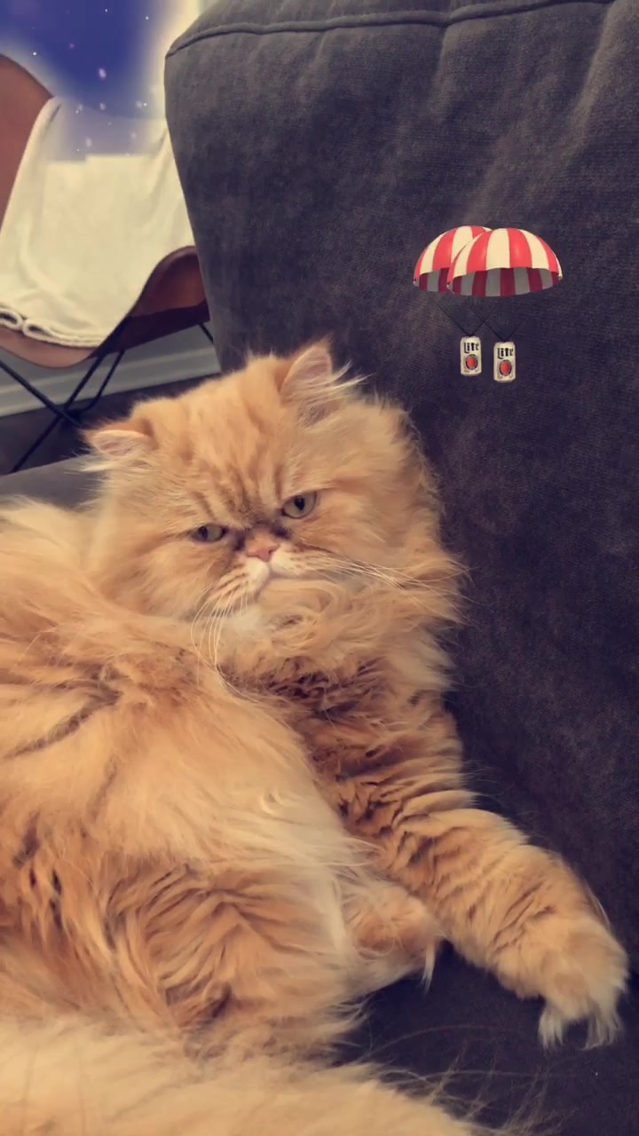 @Nugget the Cat