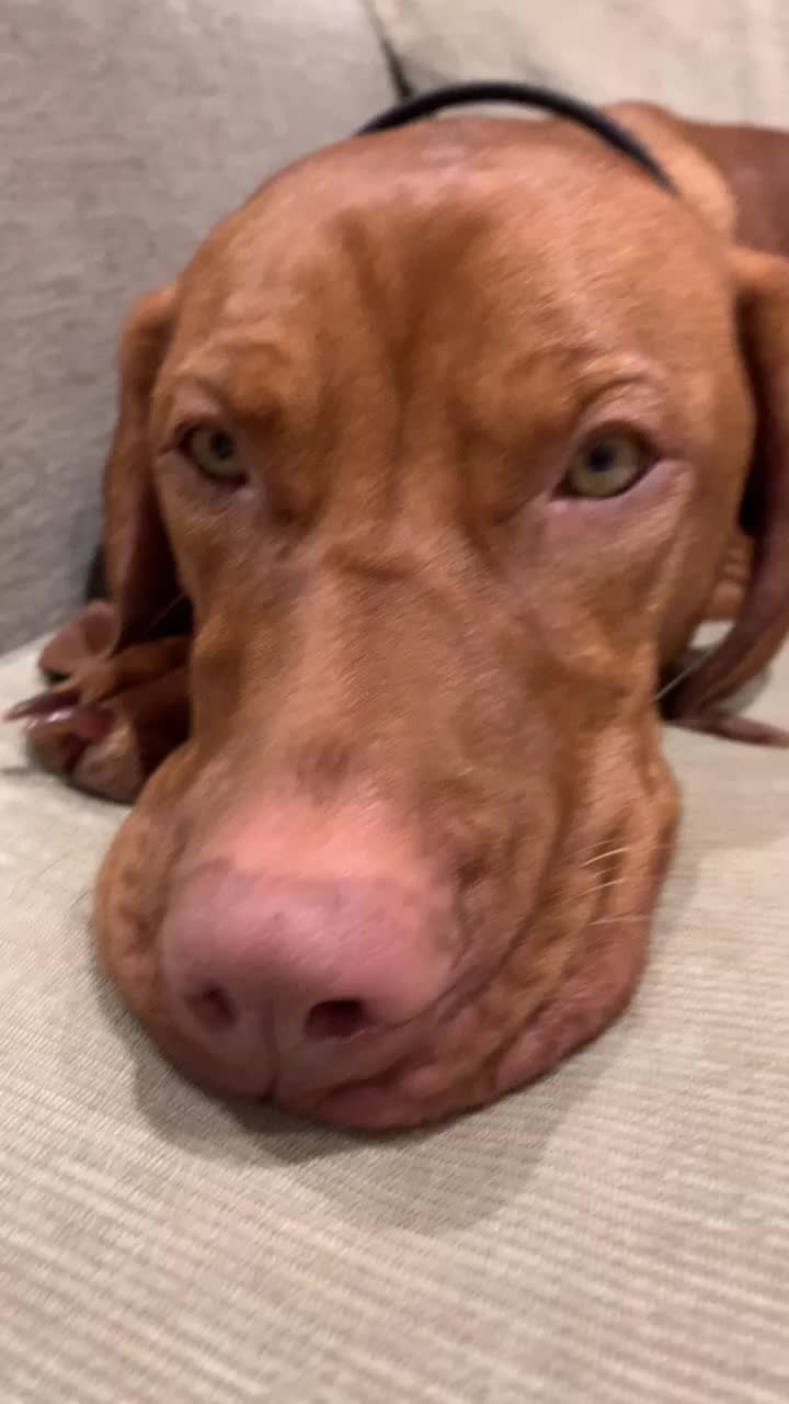 @Just that adorable pup