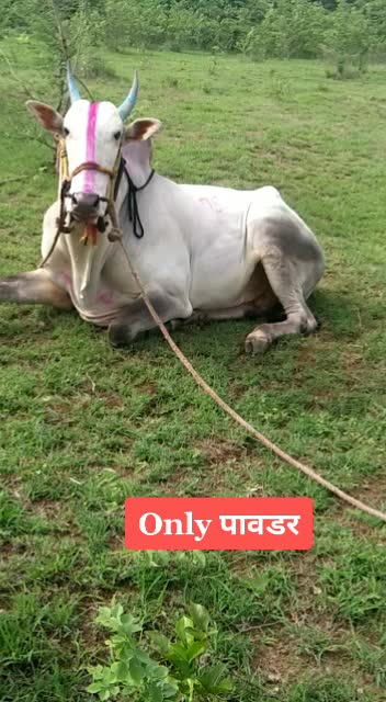 @Akash Dhekale