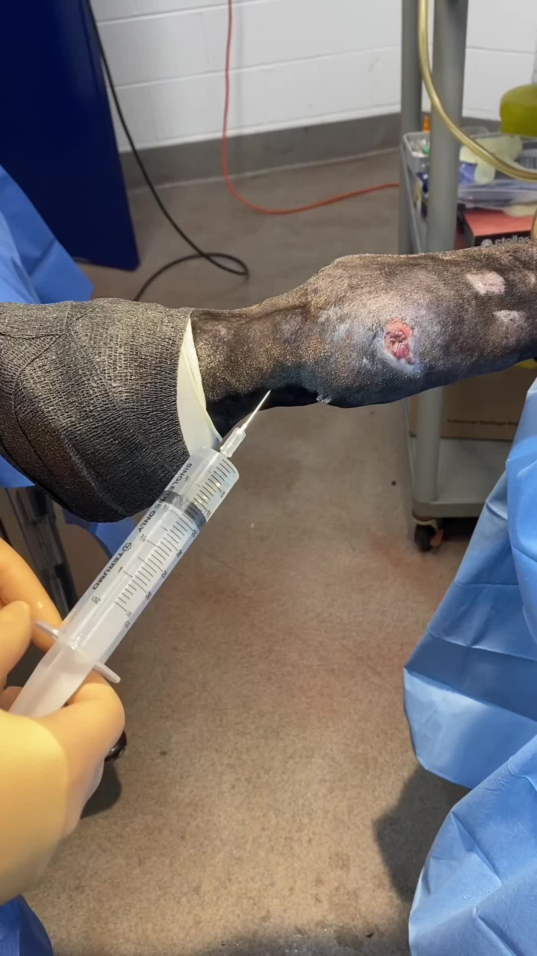 @EquineSurgeryOntario