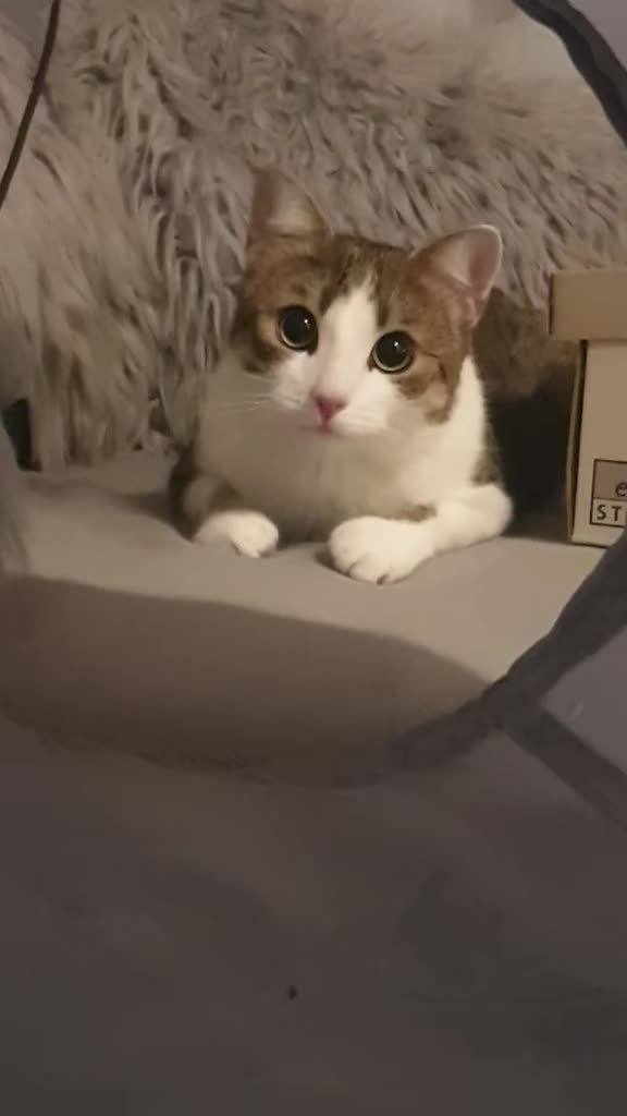 @Minnoş❤💙61