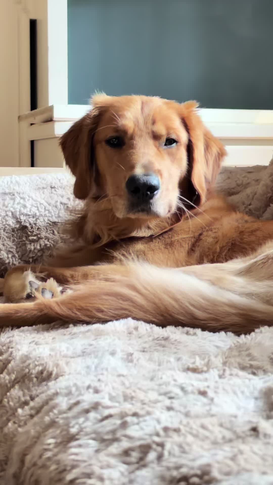 @Charlie the Golden