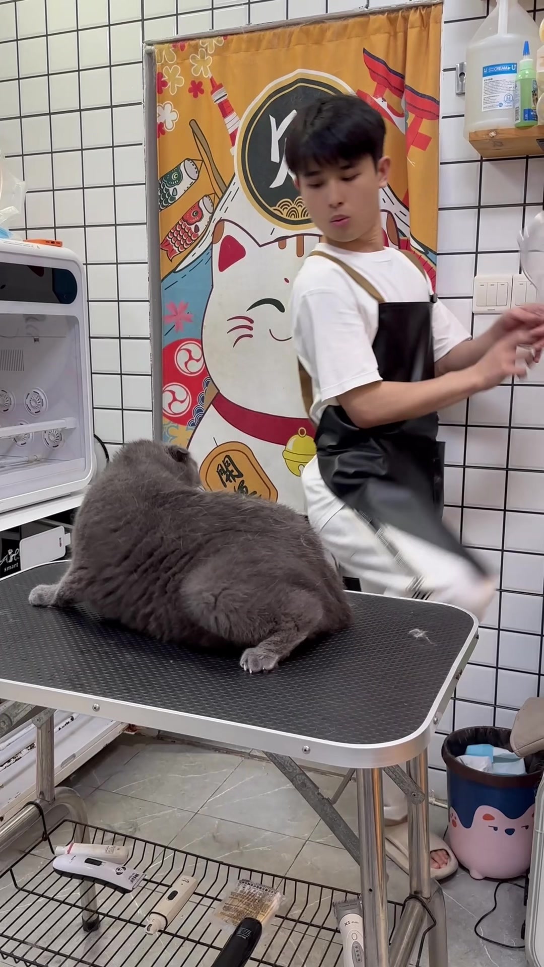 @washing.cats