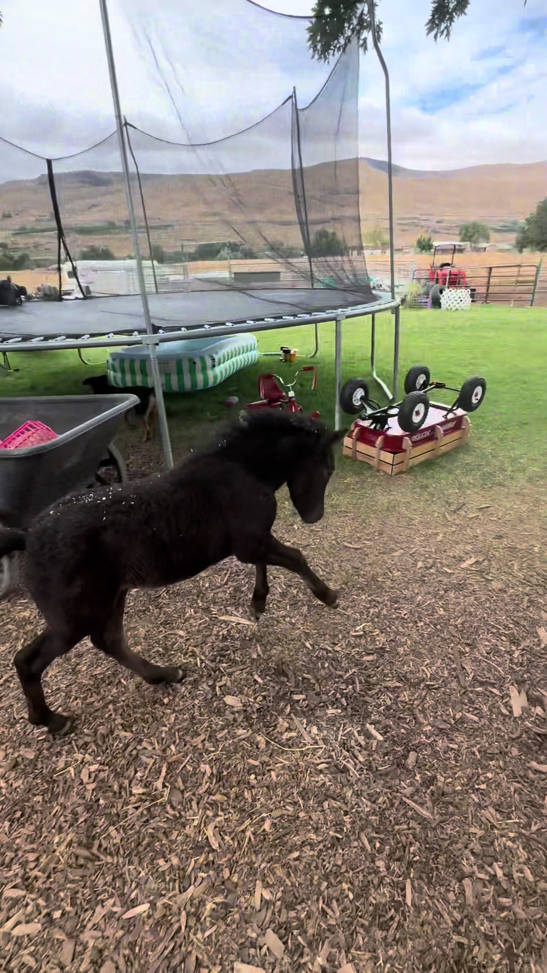 @Hot Sauce the Mini horse 🐎