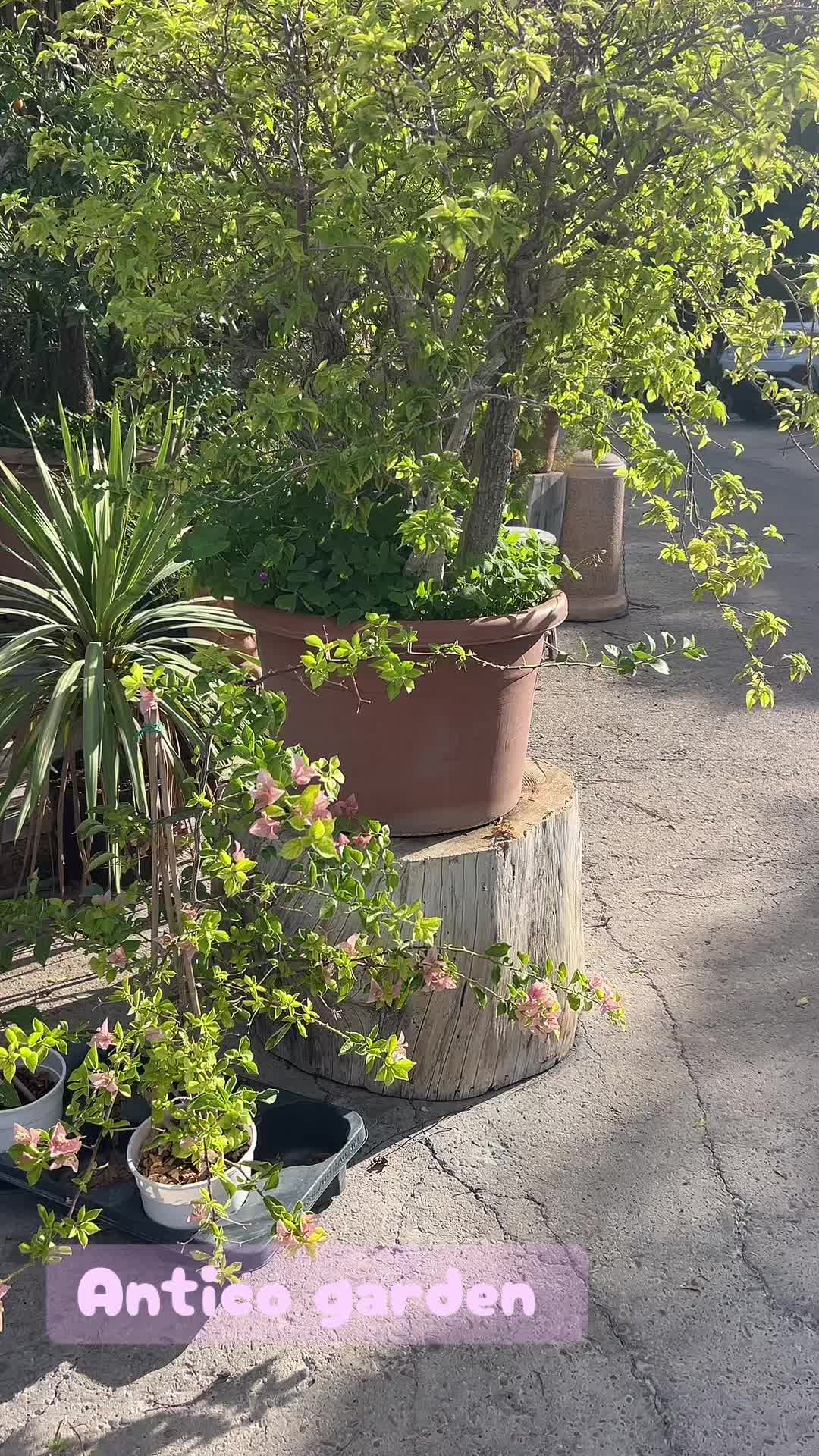 @vivaioanticogarden
