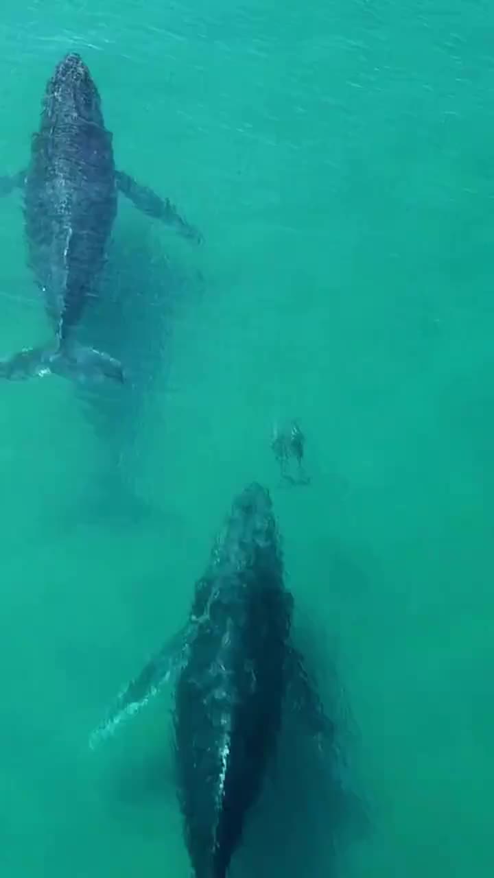 @Whale - life in ocean