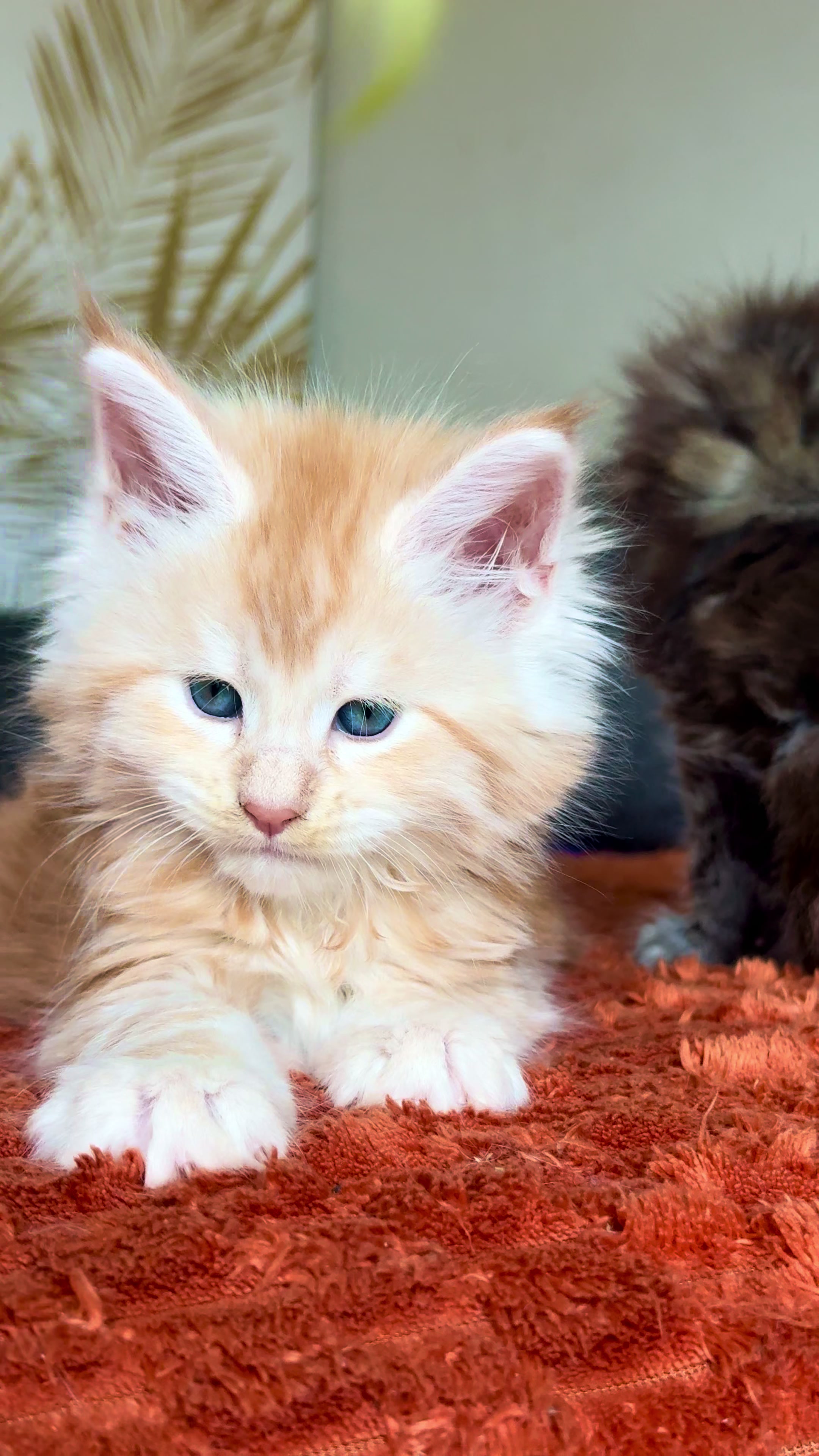 @WilderRegenbogenMaineCoon