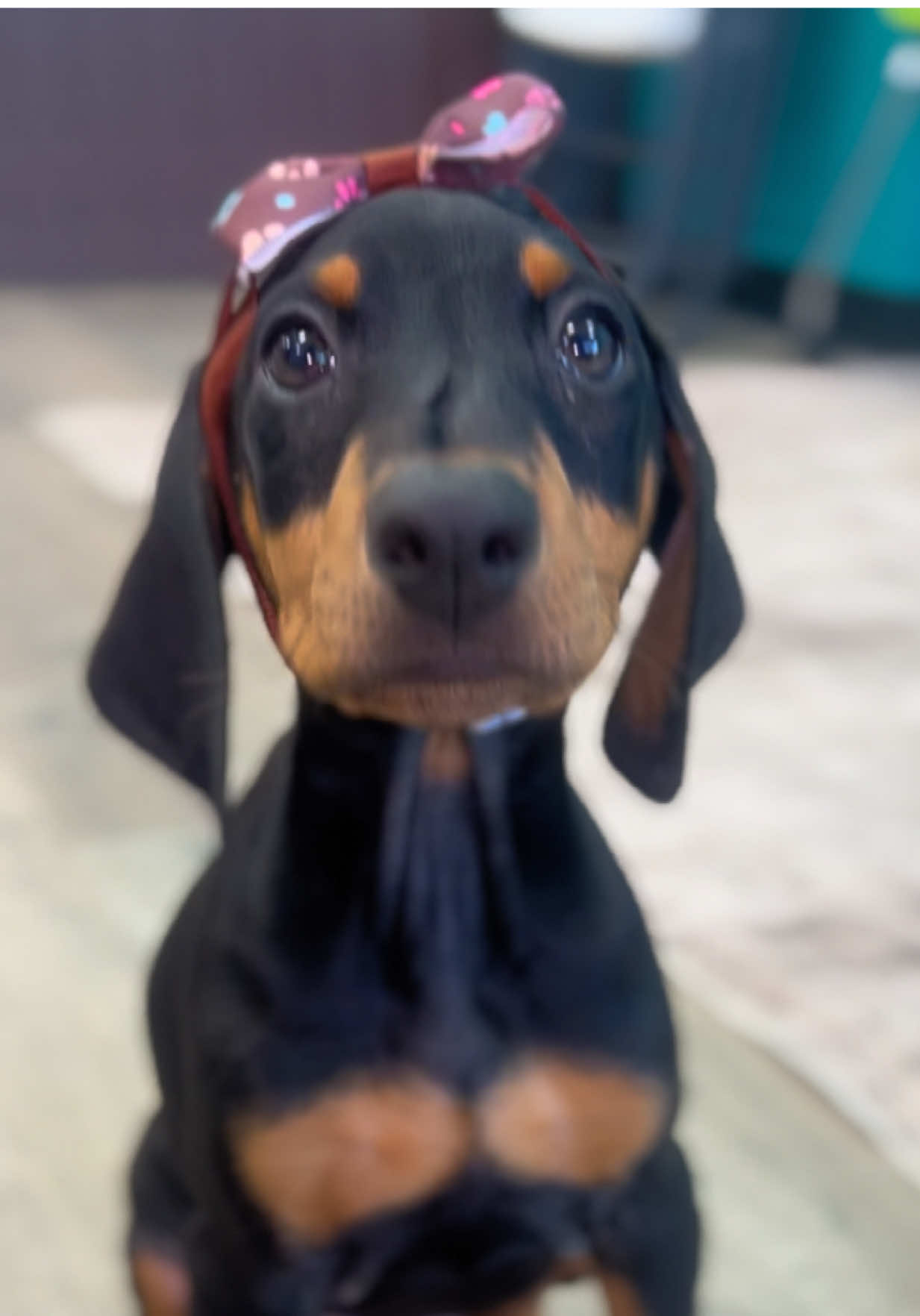 @Petland Oklahoma City