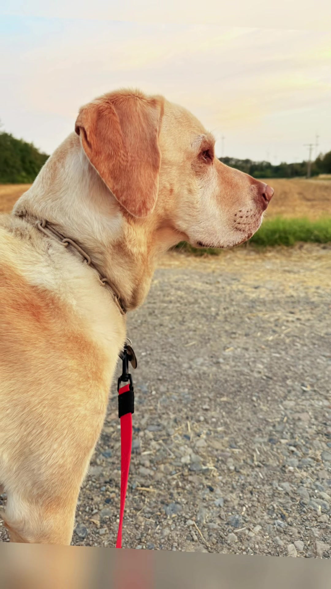 @harzerhunde