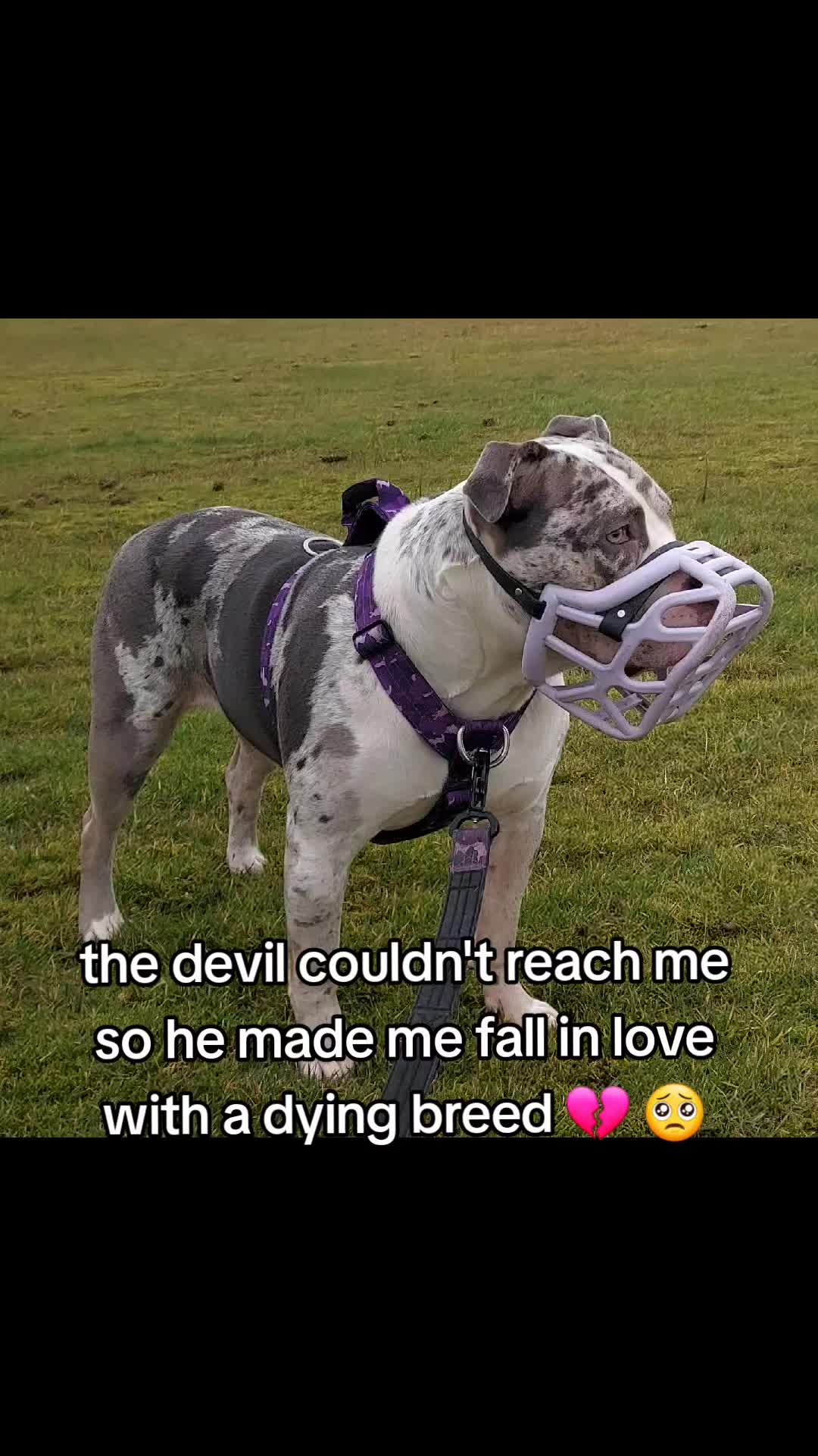 @kirsty+starlight the xl bully