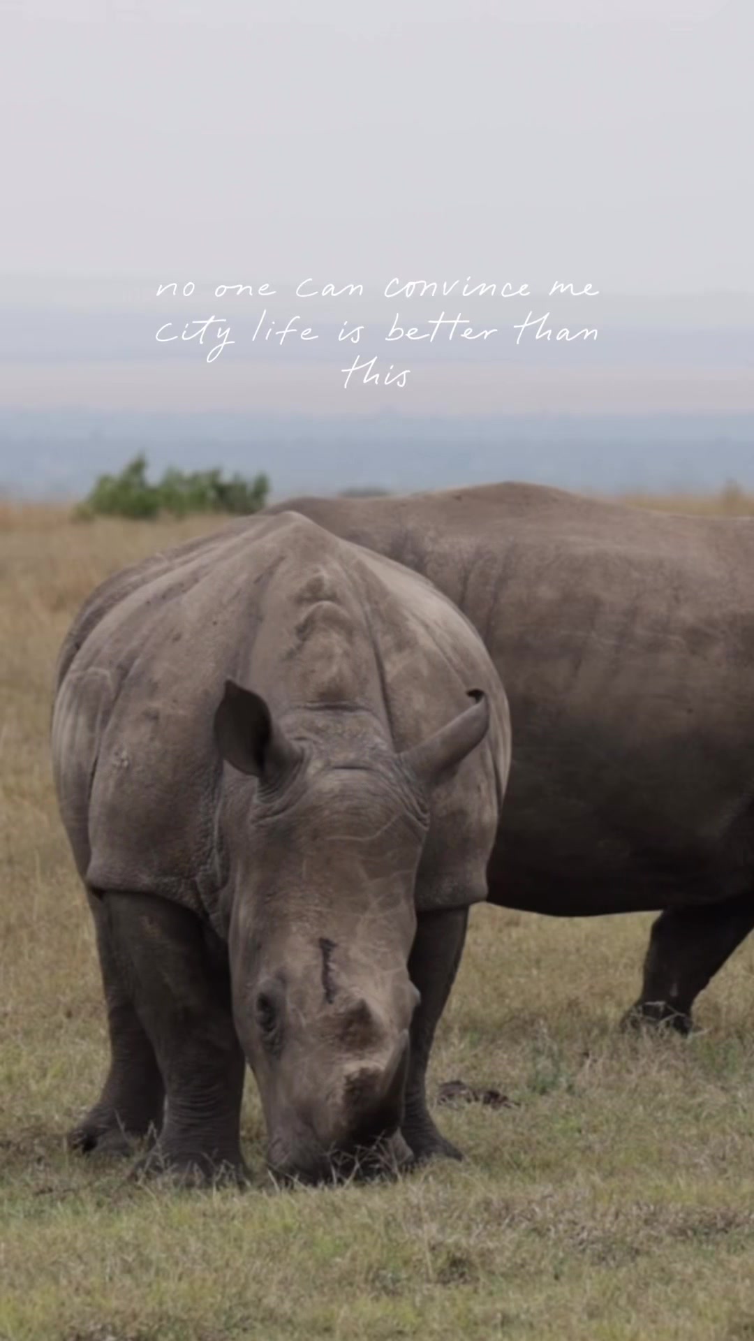 @phiswildlife