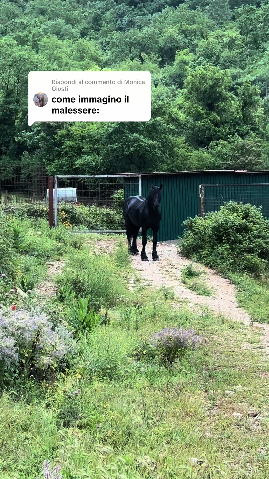 @black_the_friesian