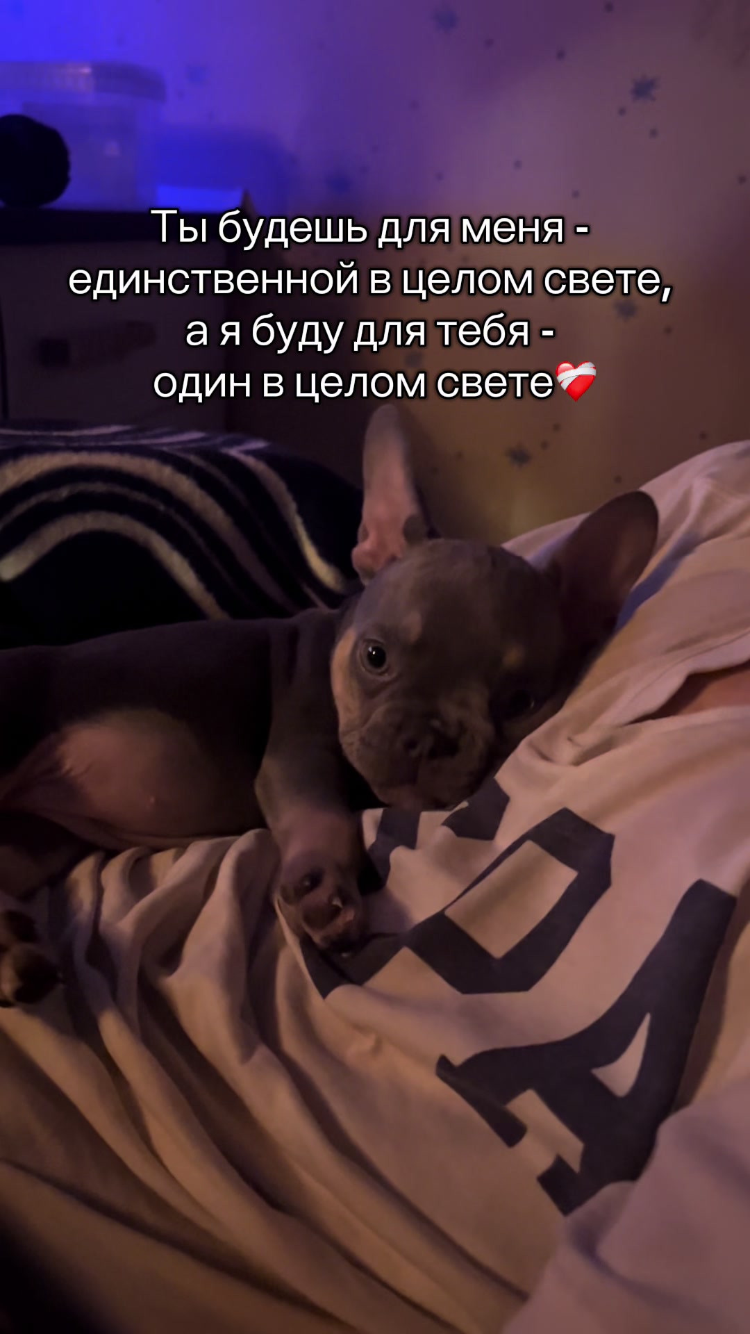 @ТГК: Бульдожкин Дом