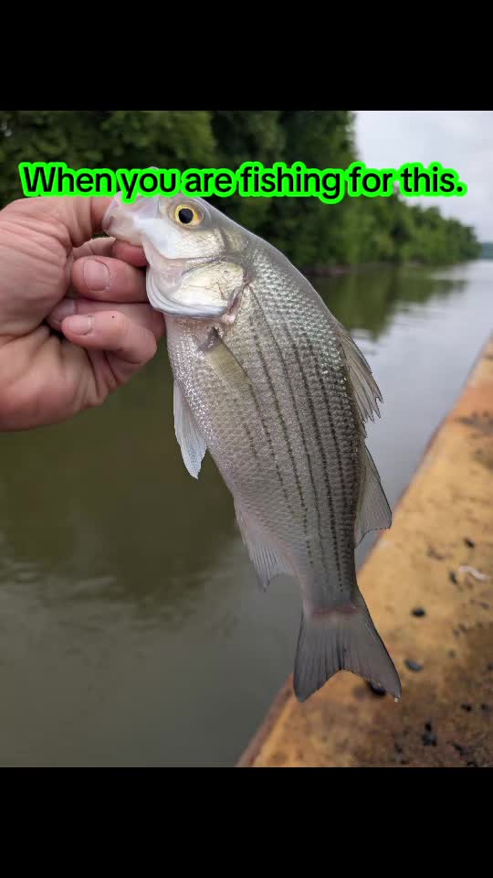 @Walkingman