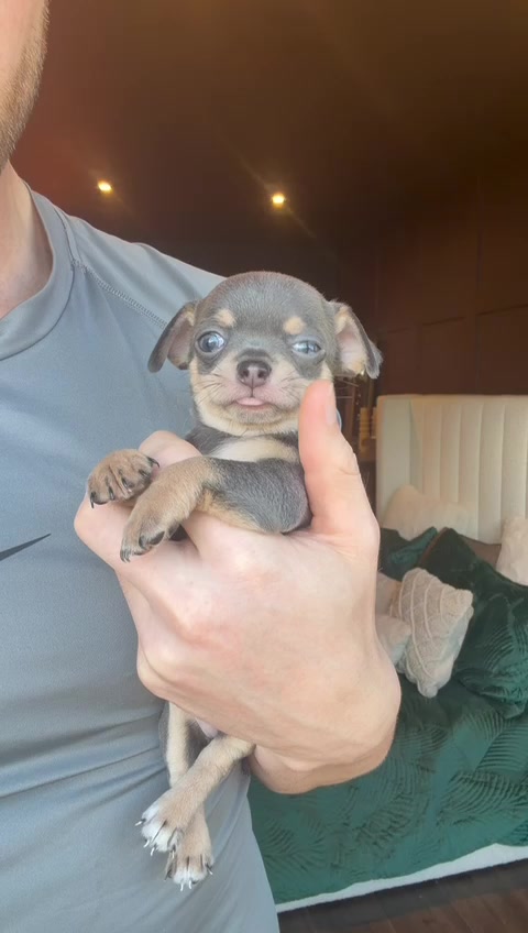 @Suffolk Chihuahuas