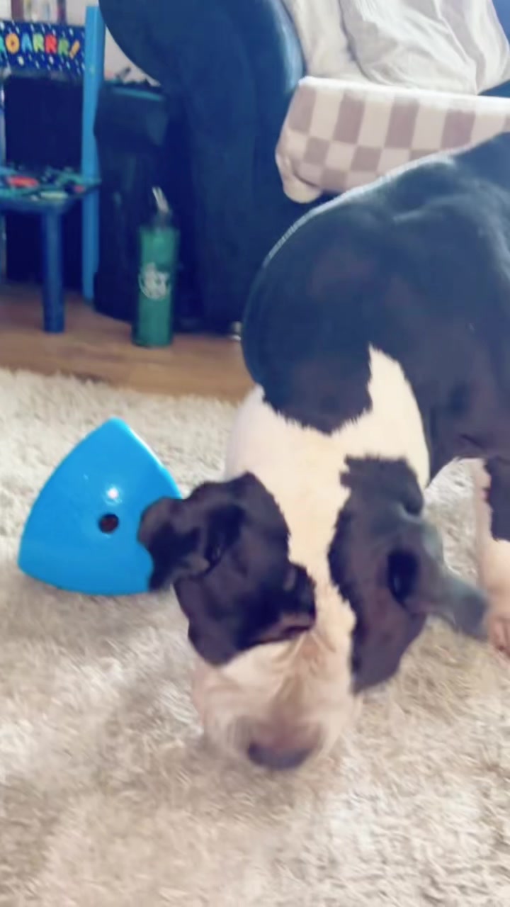 @🐶 Luna And Bear 🐶