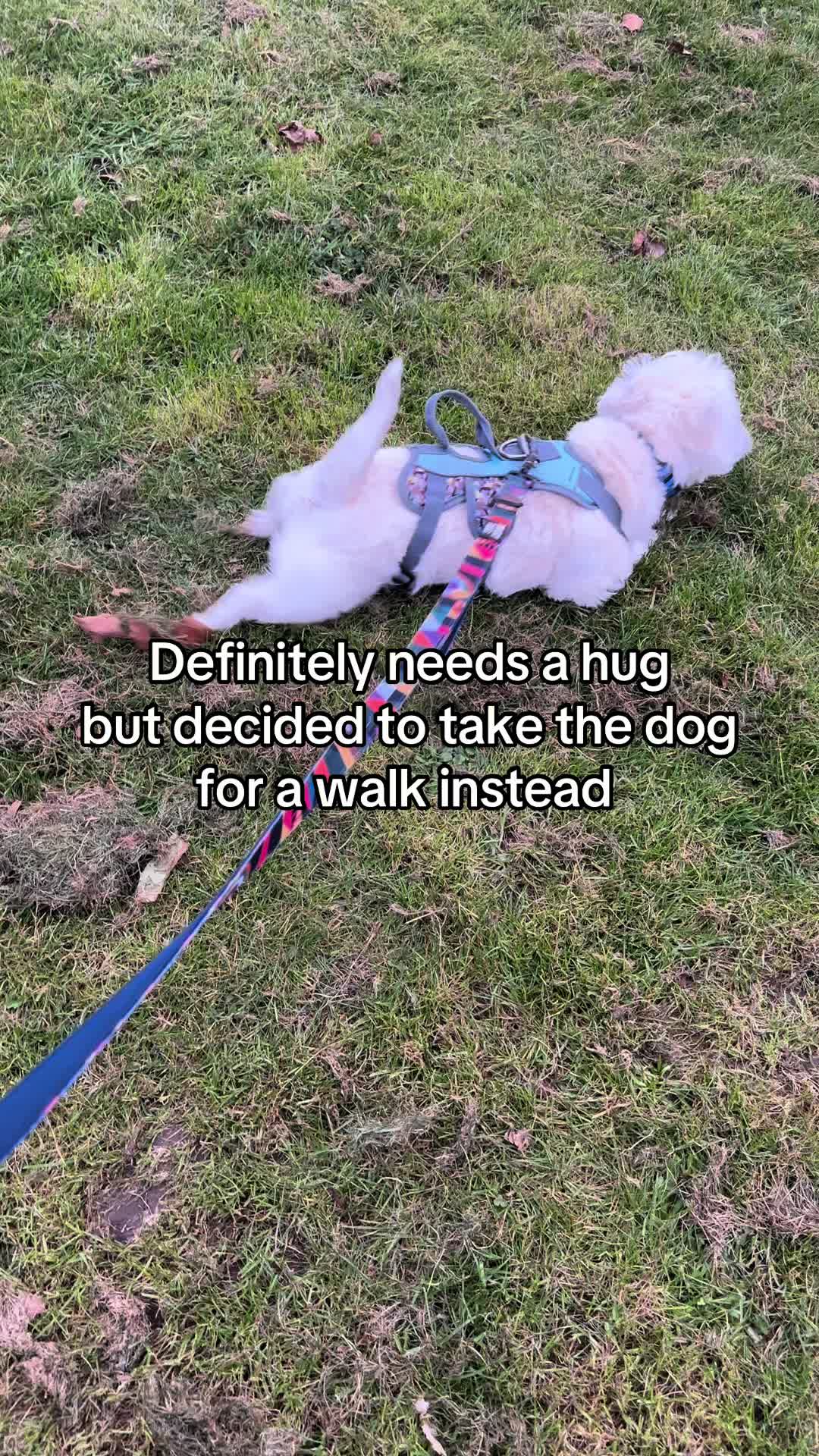 @Luna The Westie