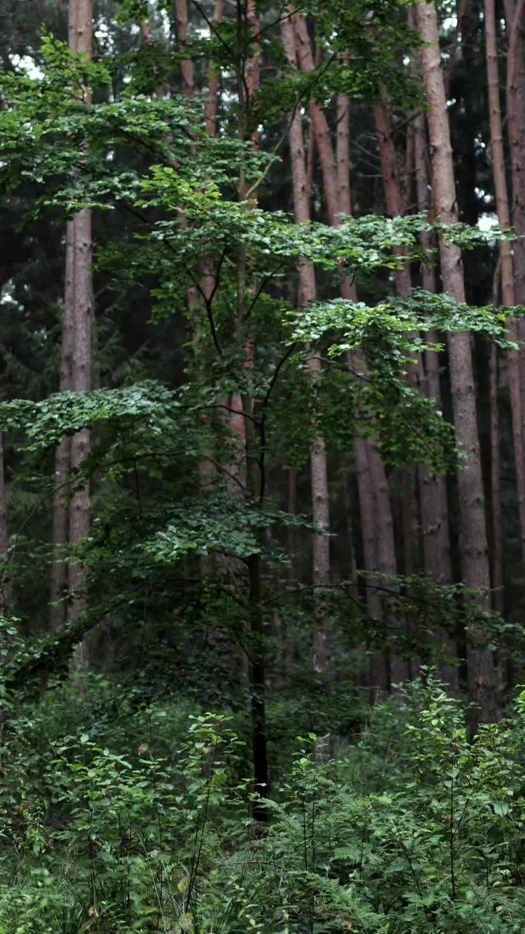 @TreeTales