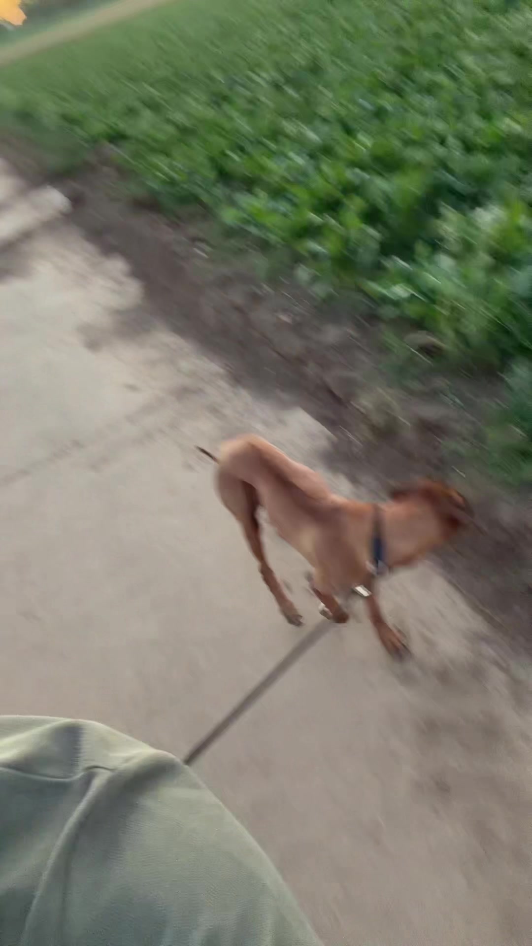 @Ridgeback Diaries