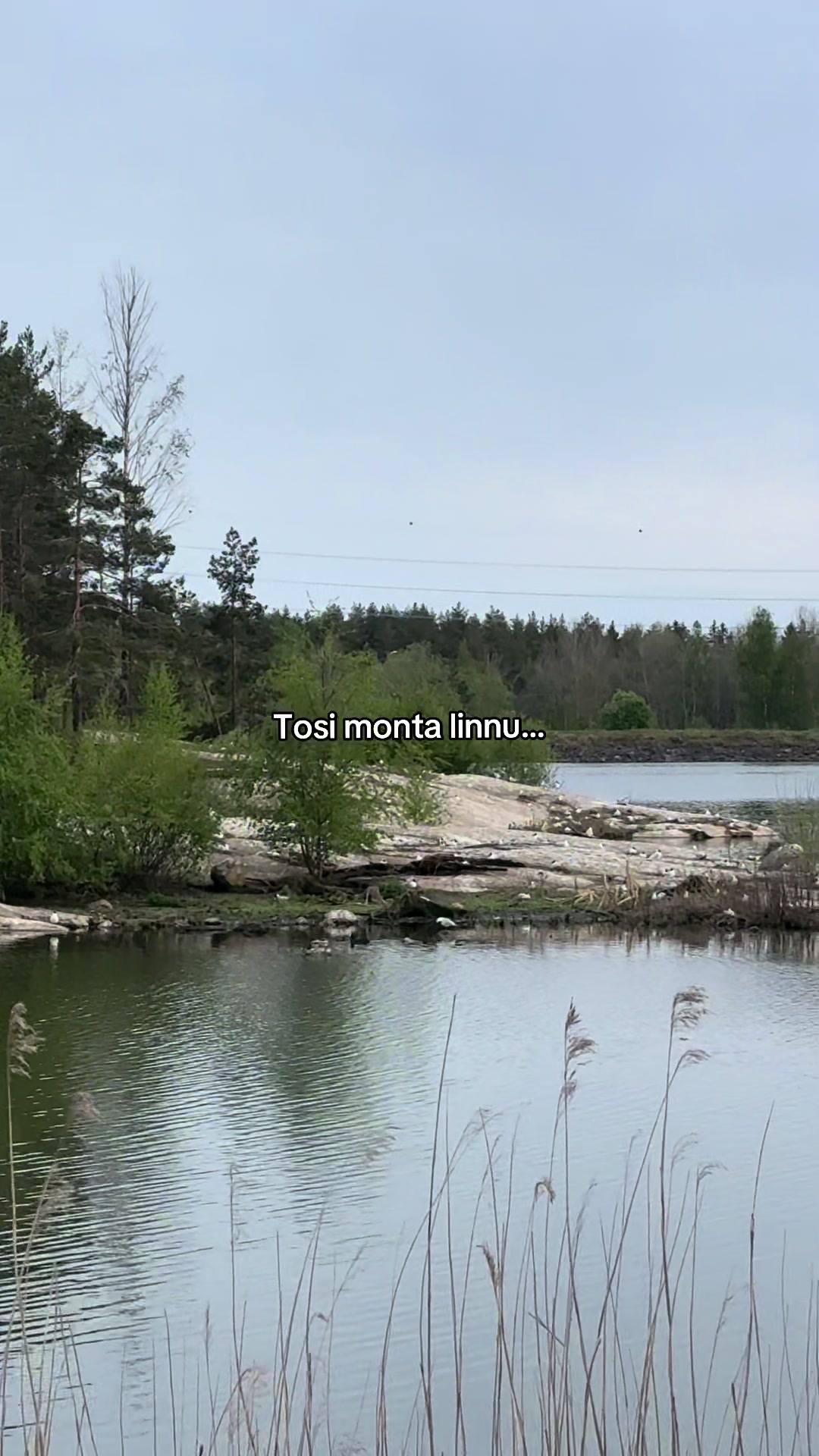@alina