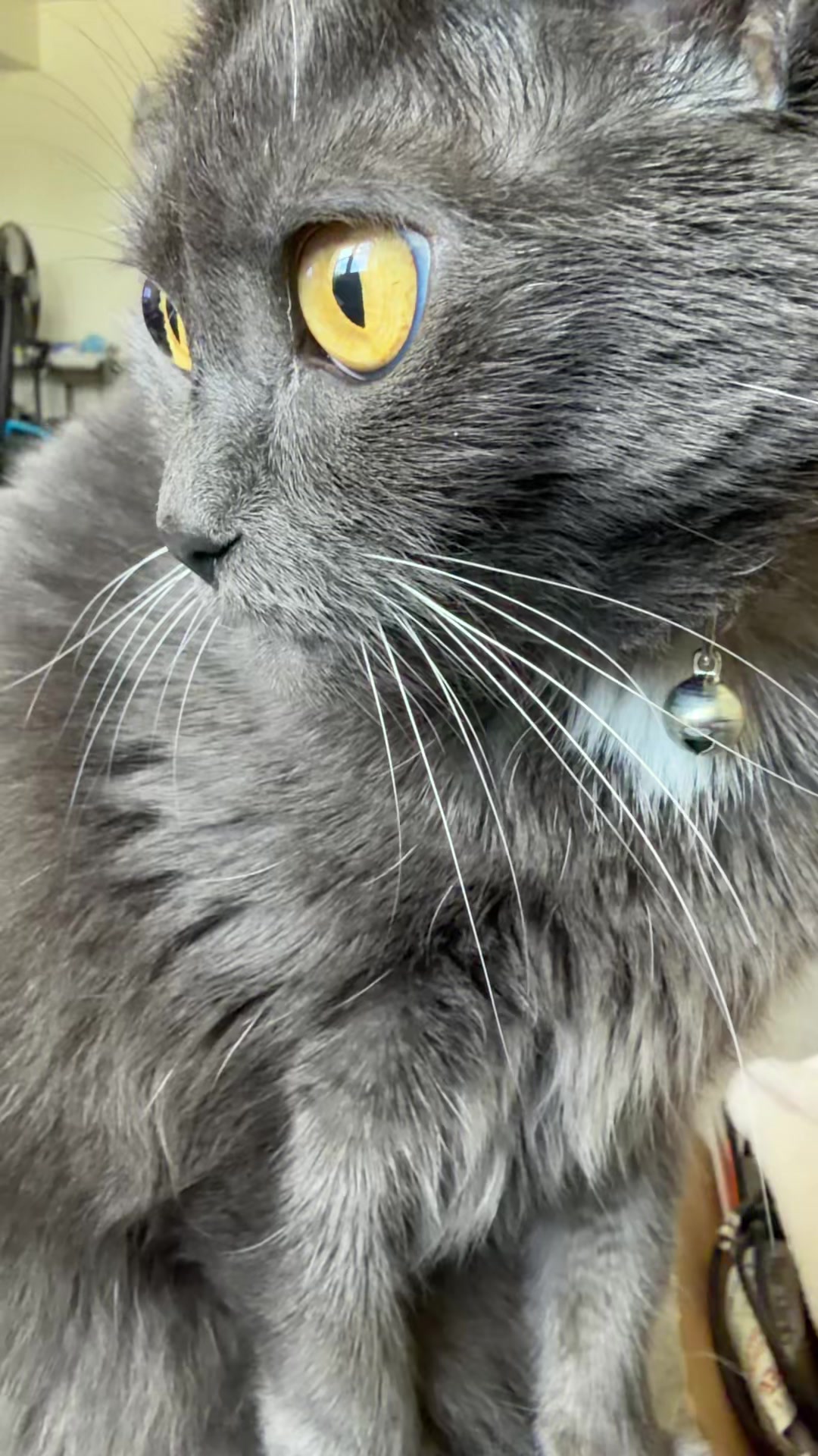 @zeldathecutecat