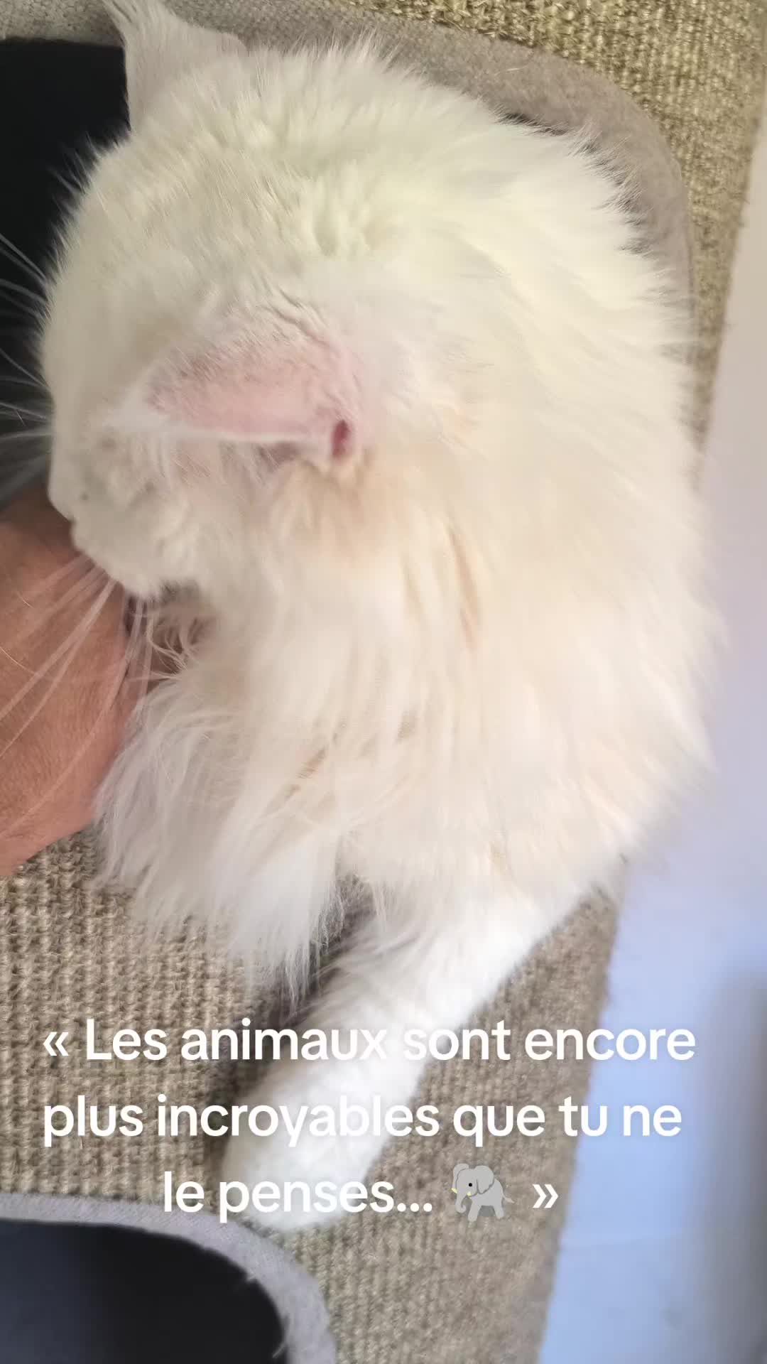 @TiTi.l'amour.des.animaux 🎙️