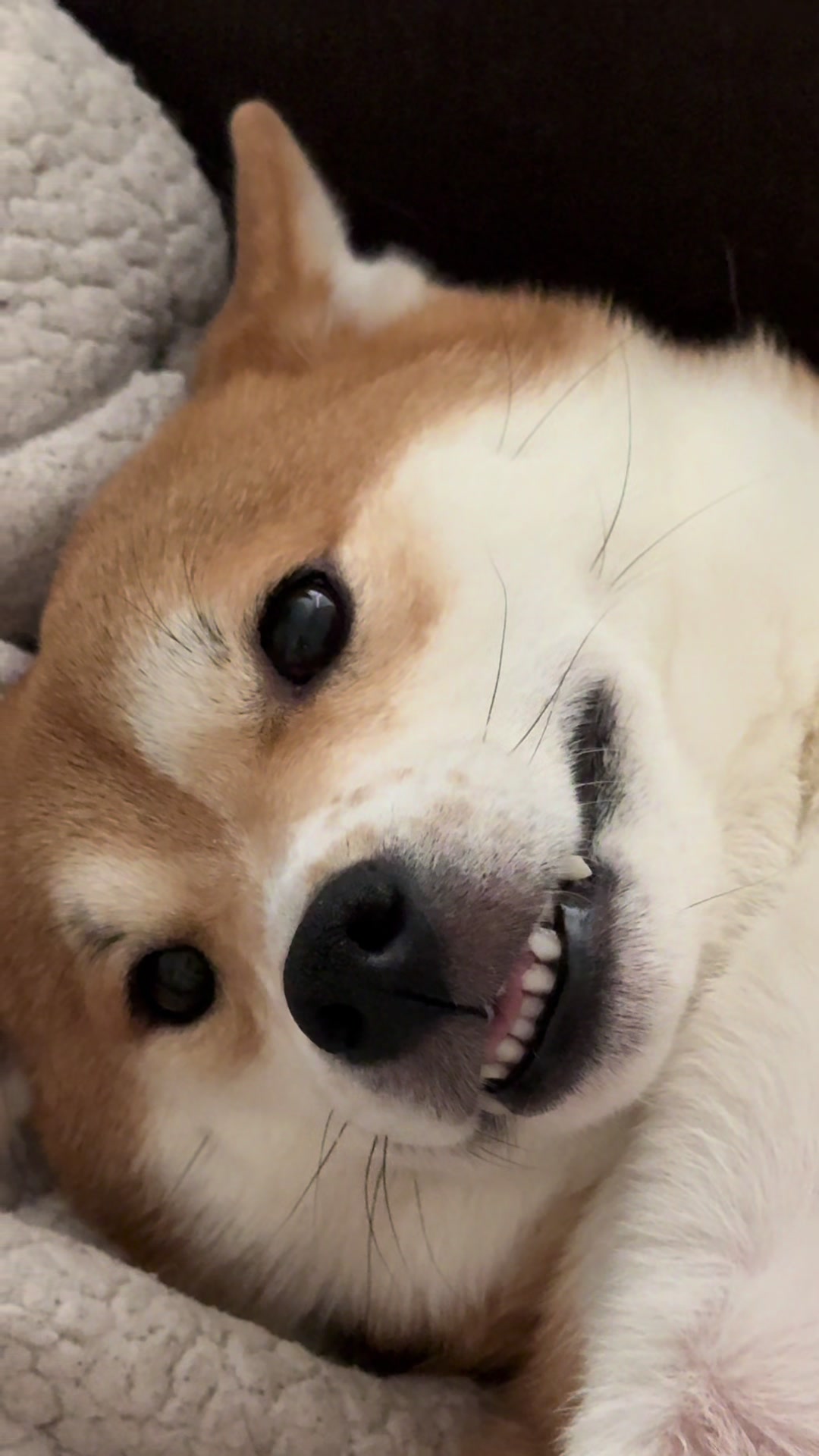 @Flock of Shibas 🐕🐕🐕