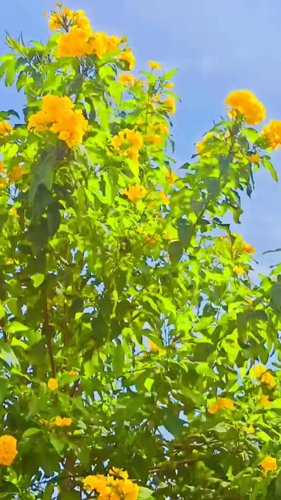 @🇳🇵रिन्कु यादव🇳🇵