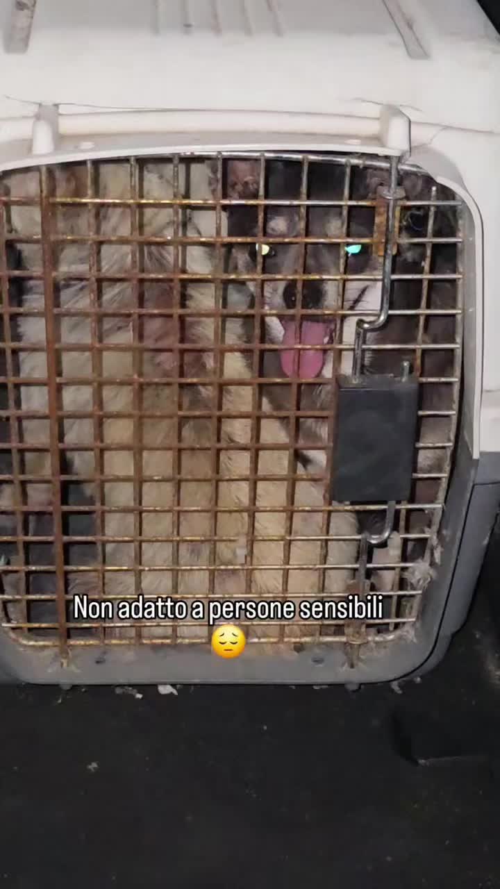 @🐾adotta🐾Sopito Antonella