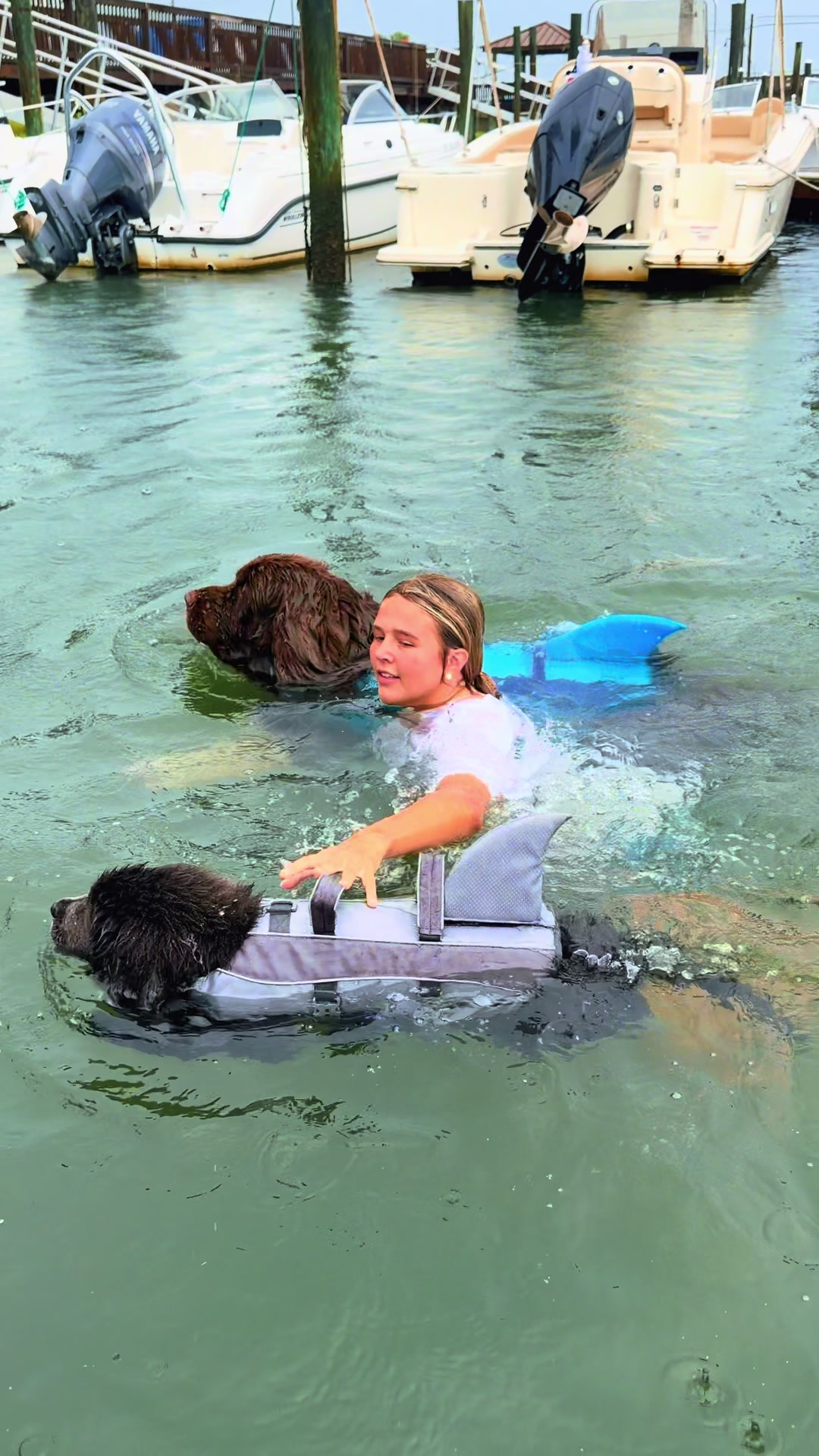 @Chewy The Newfoundland