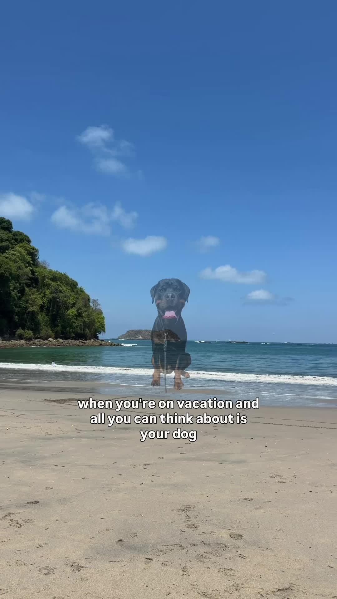 @Rex the Rottweiler