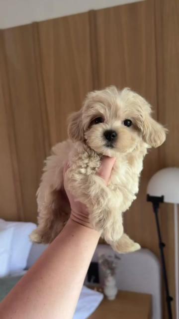 @Maltipoo Puppy Place