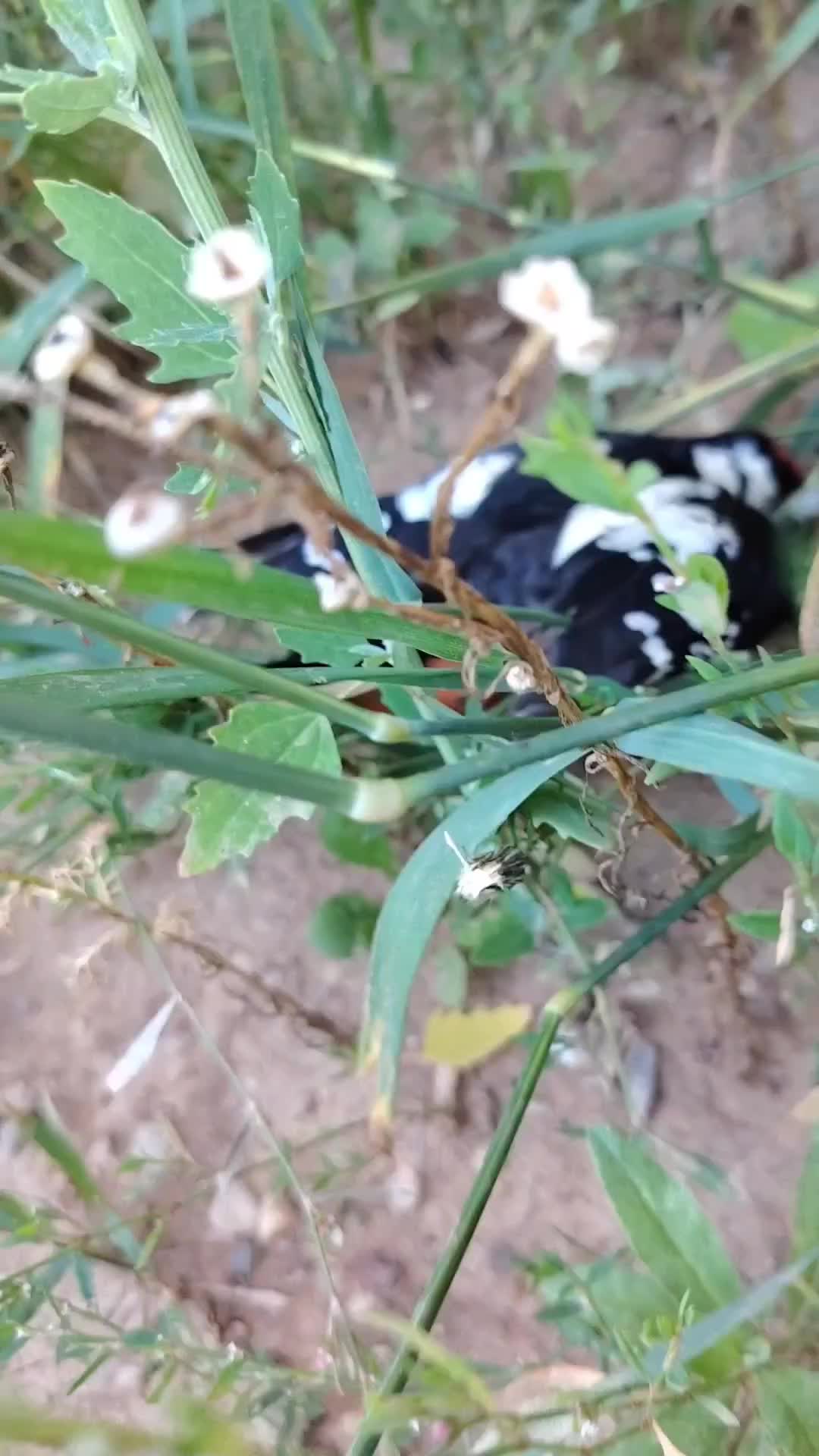 @ПроАтлетизм