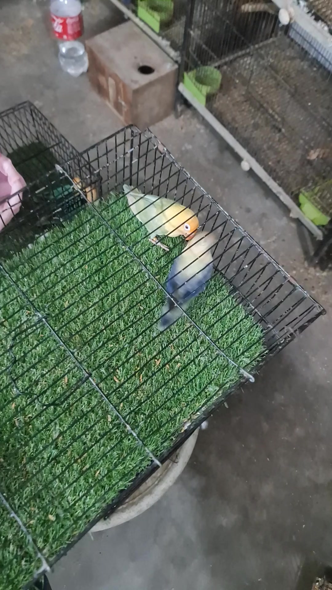 @ROYAL BIRD US