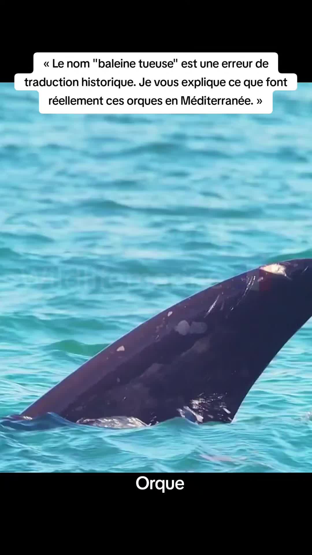 @wildlifemarine 🇲🇫