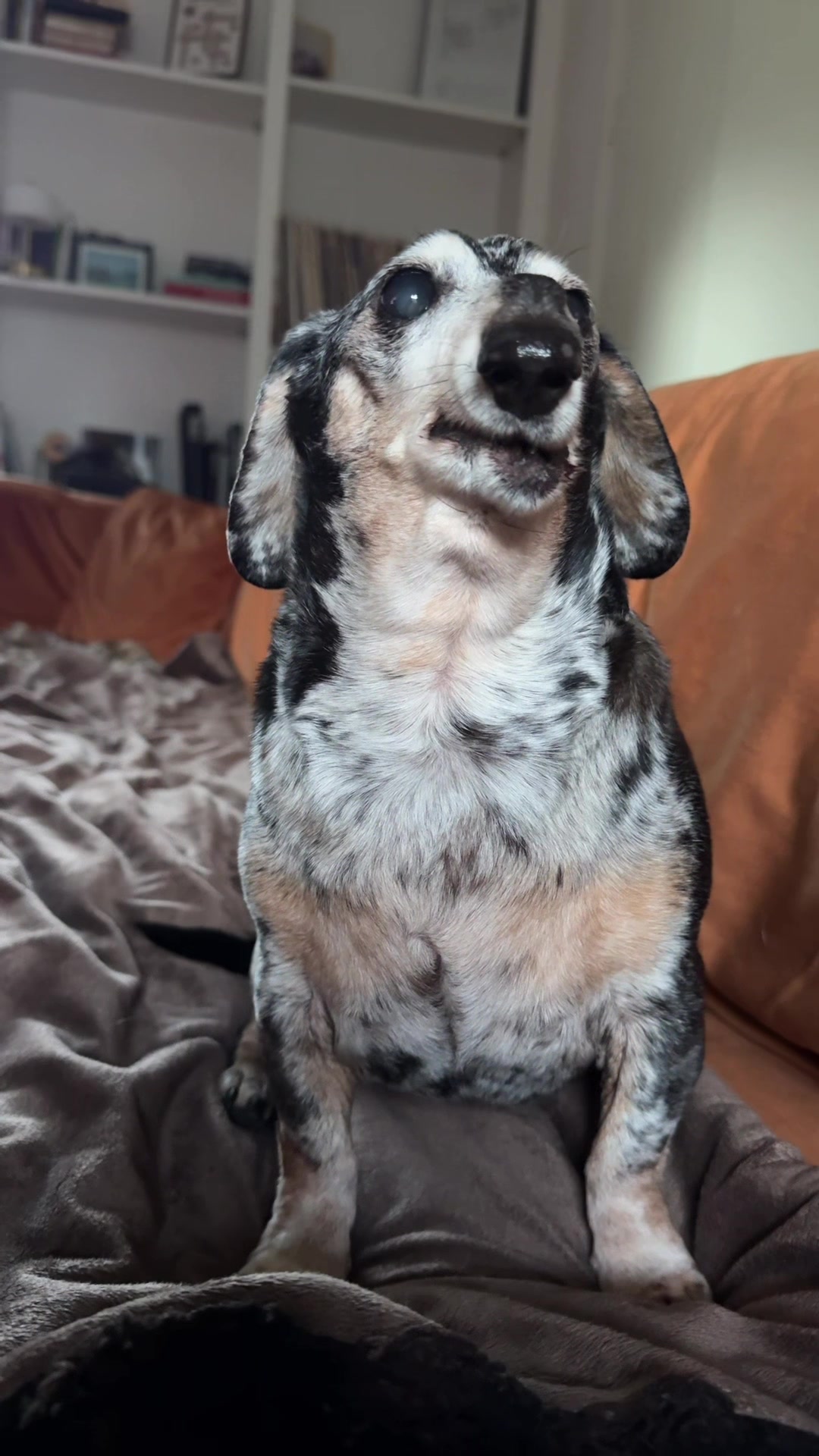 @agedsausages