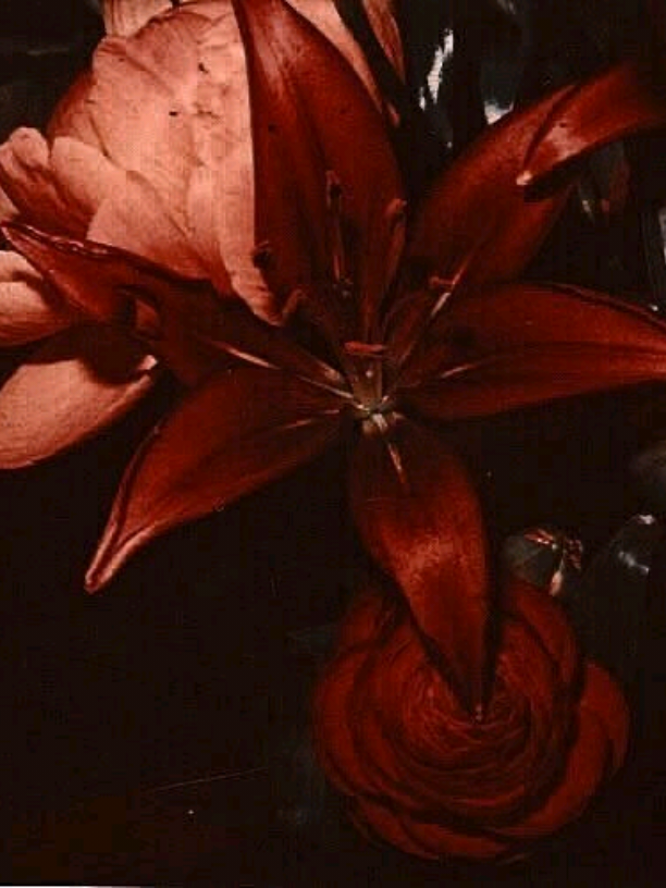 @~𝐏𝐢𝐧𝐞𝐳𝐤𝐪 ꔛ🪽