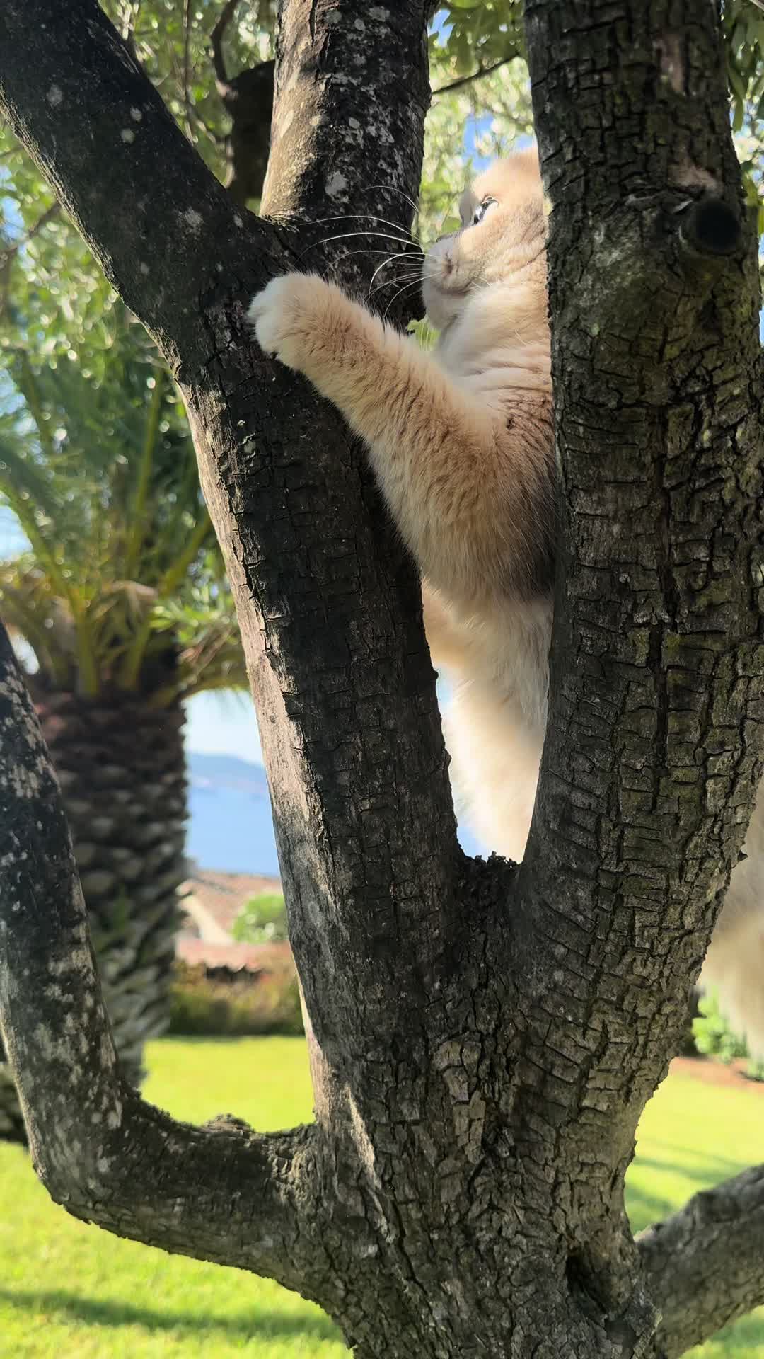 @Cattery vom Z&uuml;richberg
