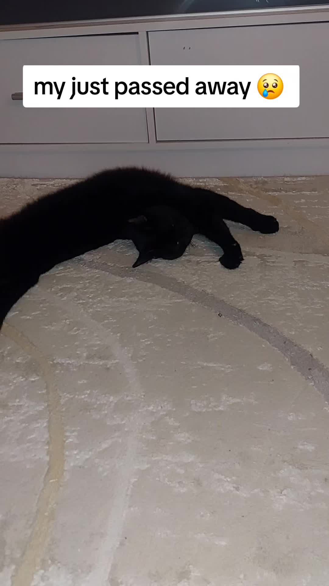 @catnipcrazee