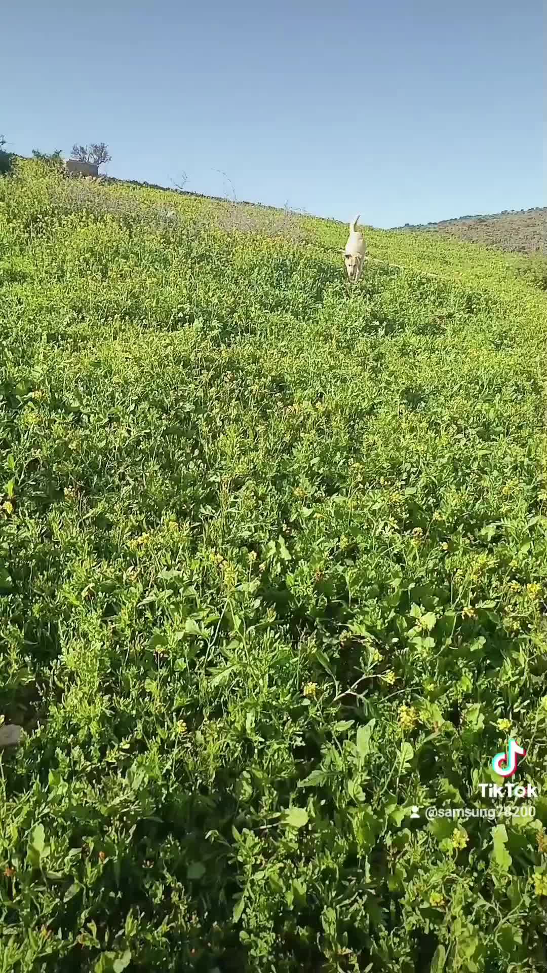 @Bouba🇲🇦مغربي
