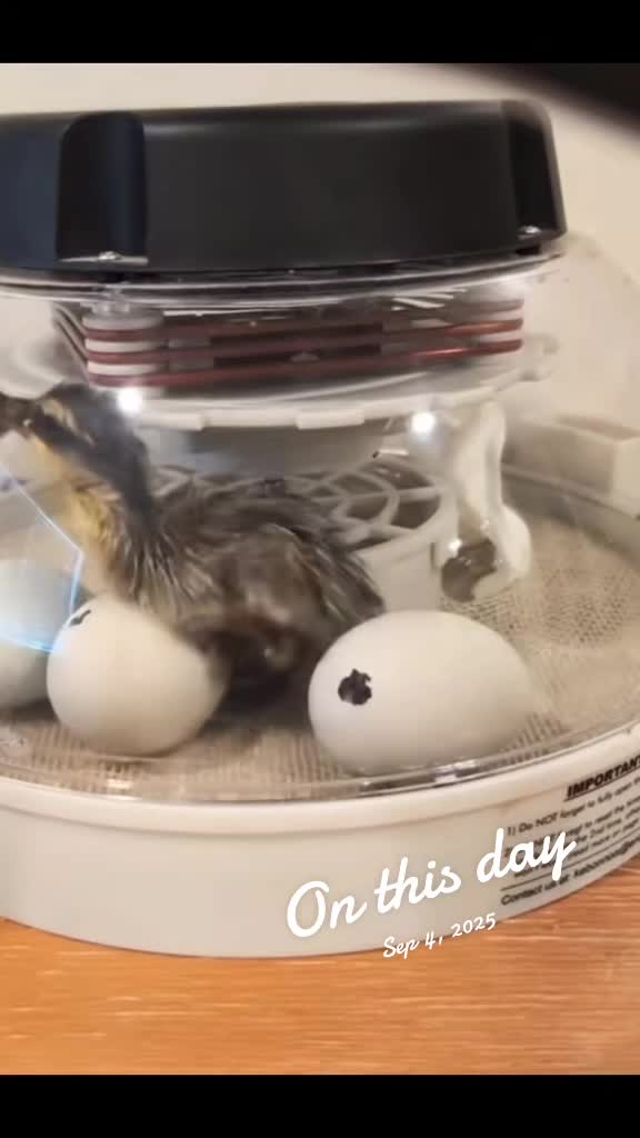 @Mother Duckers Homestead