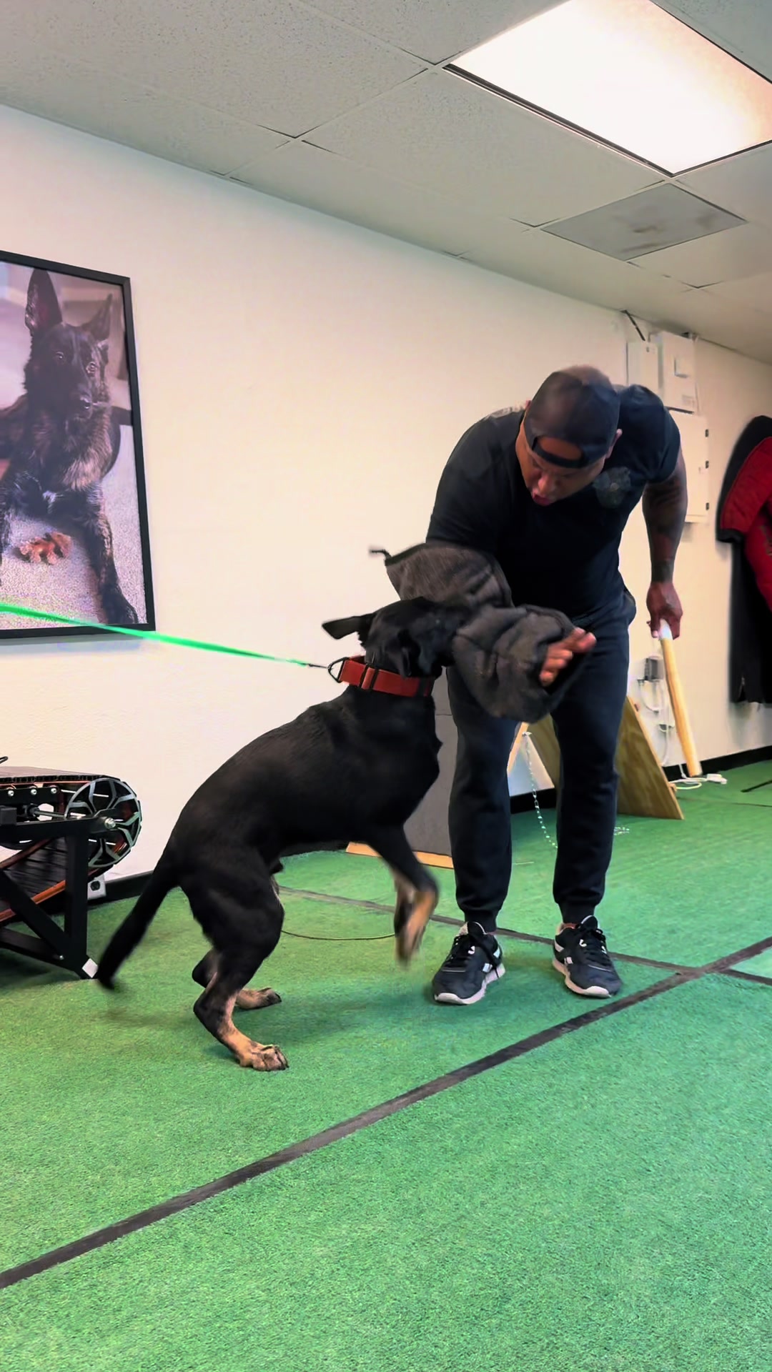@Tactical K9s Dog Training