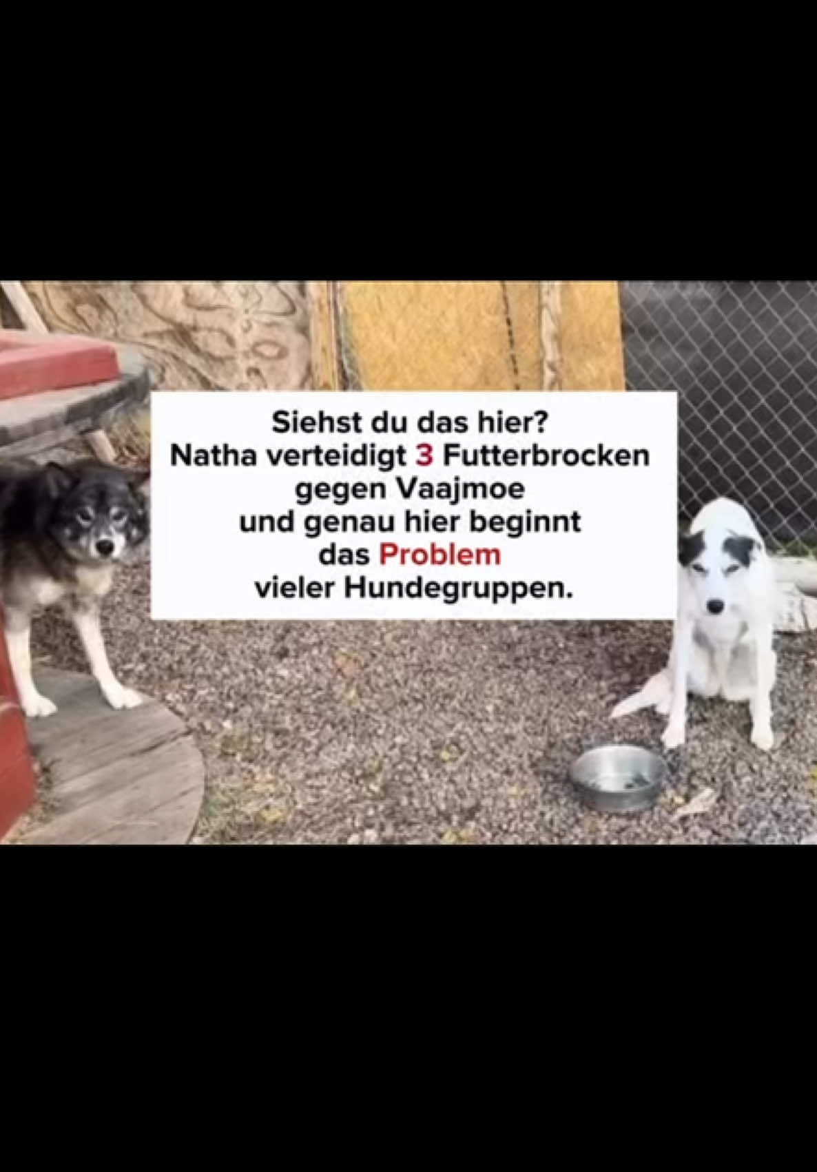 @Mehrere Hunde, ein Team!