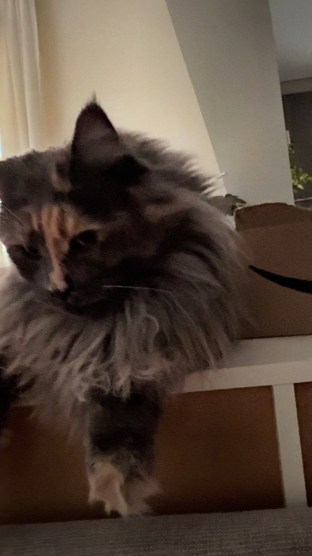 @Mike e Mendy Maine Coon